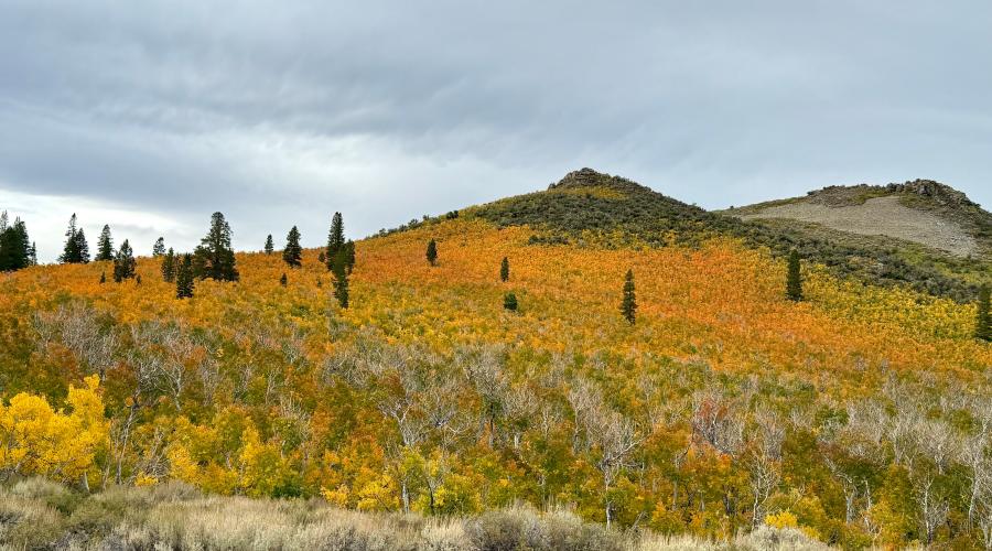 9.18.25 Sagehen - Amanda Carlson, Mono County Tourism