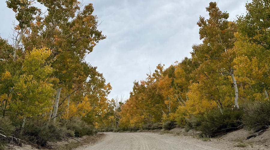 Dirt road with orange, gold and green trees lining each side.