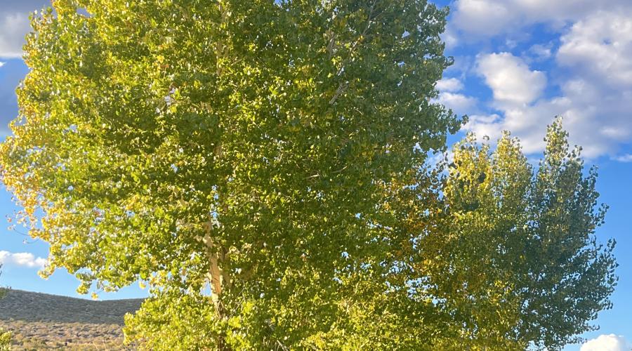 9.20.25 Benton Cottonwood