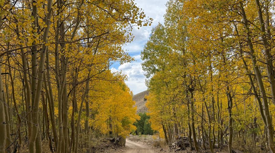9.21.26 Lobdell - Stehpanie UrbanWolff, Mono County