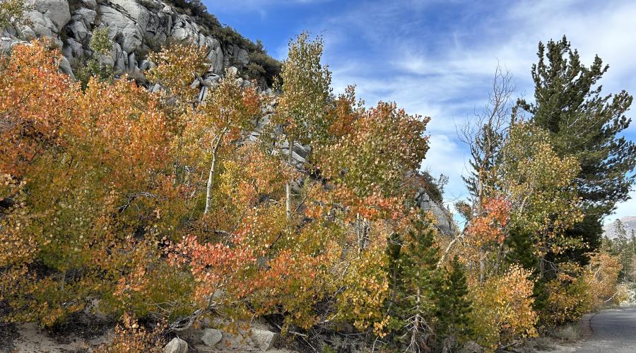 9-23-24_Rock Creek_Mono County Tourism_Fall Colors-1