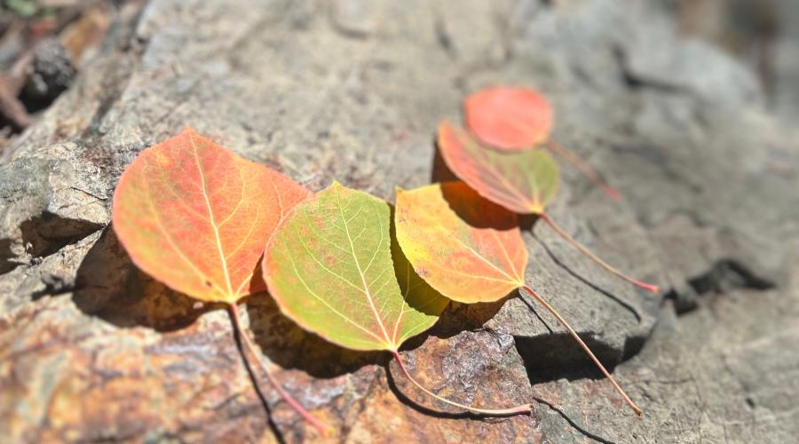 Colorful aspen leaves laying on a granite rock