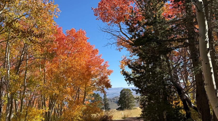 9.24.25 Virginia Lakes Road - Amanda Carlson, Mono County Tourism