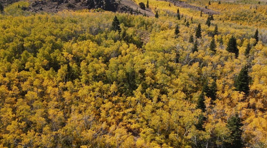 9.25.24 Monitor Pass, Sean Robinson, Mono County (2) fall colors