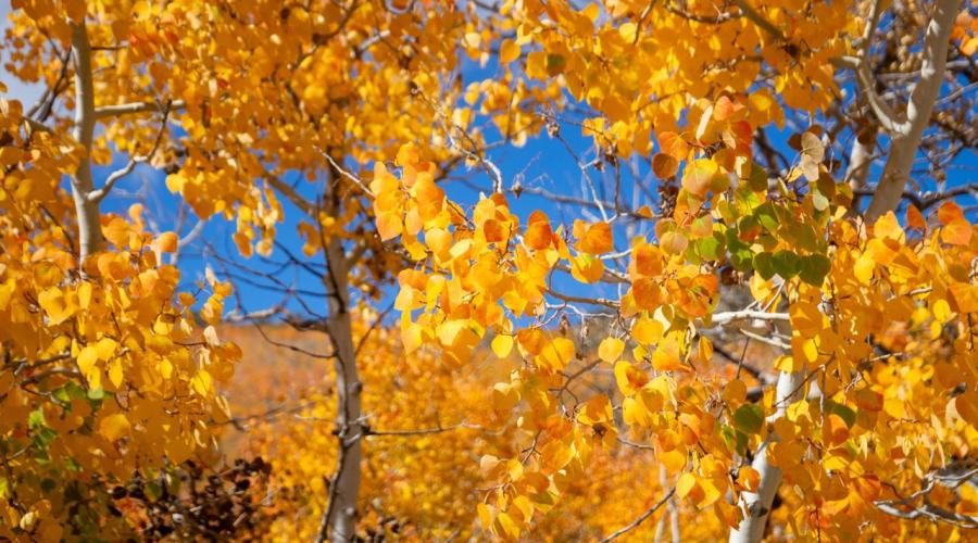 9.25.25 Sagehen Summit - Kim Espinosa, Mammoth Lakes Tourism