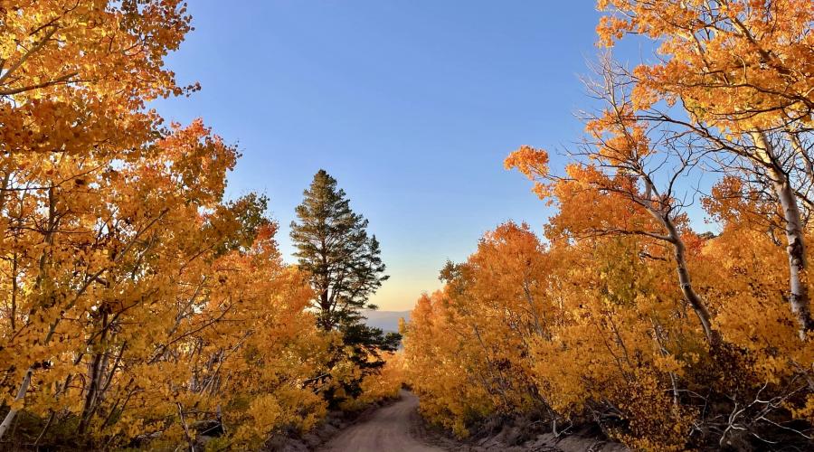 9.22.24 Sagehen fall Colors by Catherine Hurdle