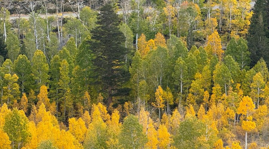 9.28.26 Virginia Lakes - Amanda Carlson, Mono County Tourism