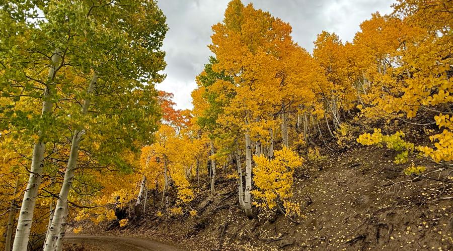 9.29.25 Lobdell - Amanda Carlson, Mono County Tourism
