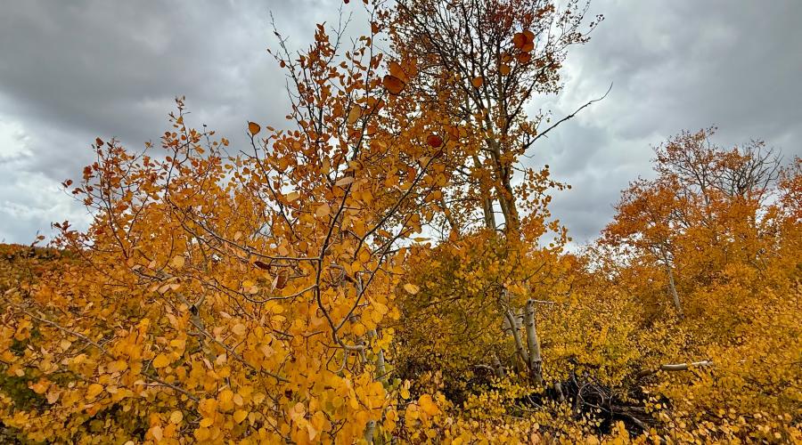 9.29.25 Monitor Pass - Amanda Carlson, Mono County Tourism