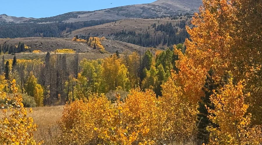 9.29.26 Dunderberg Meadow Road - Amanda Carlson, Mono County Tourism