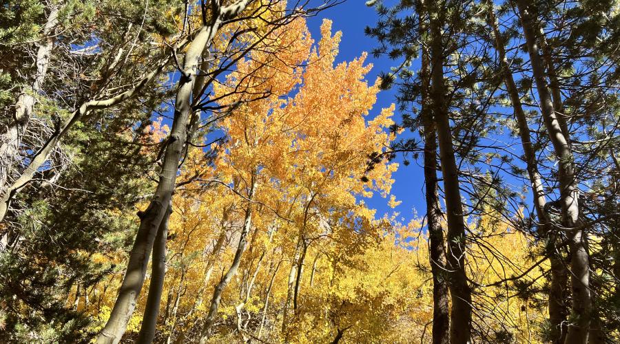 9.30.24 Virginia Lakes by Amanda Carlson with Mono County Tourism