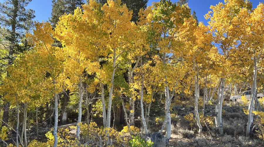 9.30.24 Virginia Lakes by Amanda Carlson with Mono County Tourism