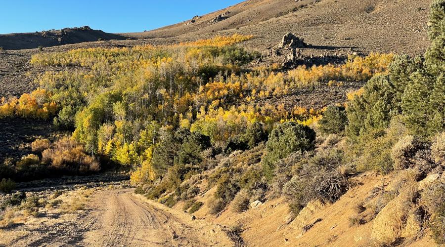 Bodie Hills