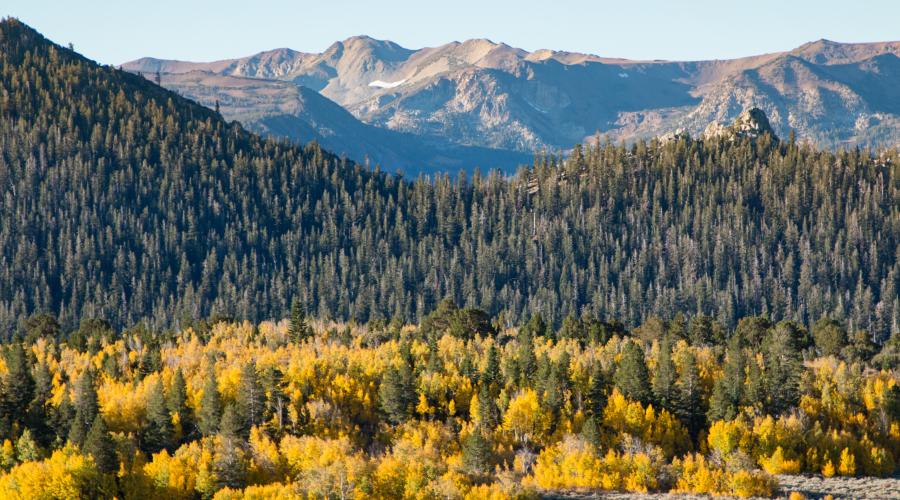 Carson Iceberg Wilderness