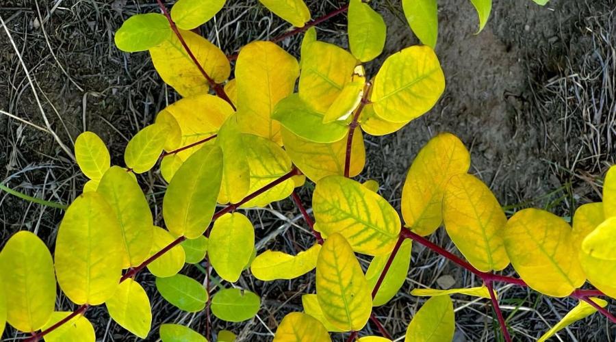 Convict Lake Leaves