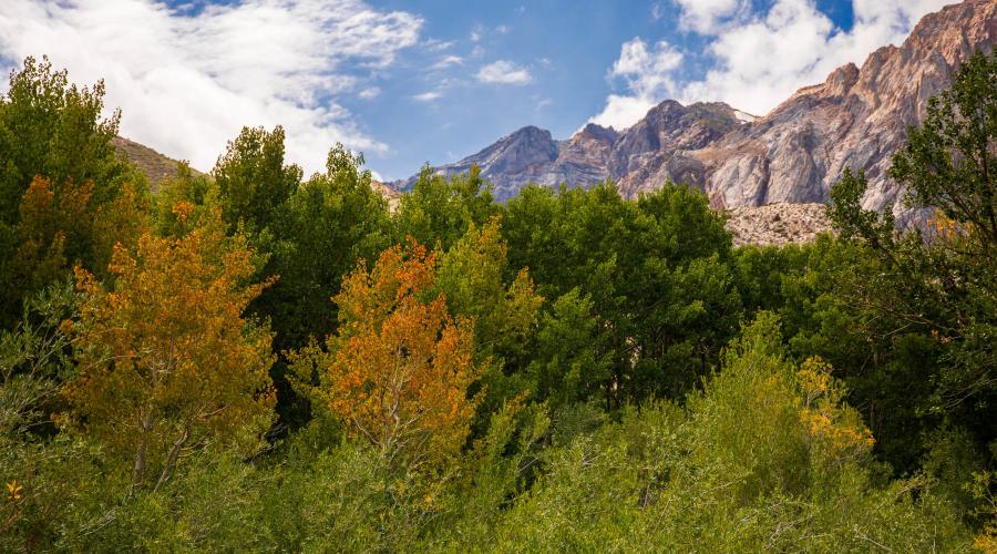 Convict Lake Fall Colors 9-9 _ Samantha Lindberg Photography-4