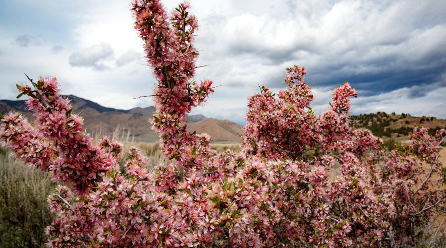 Desert Peach