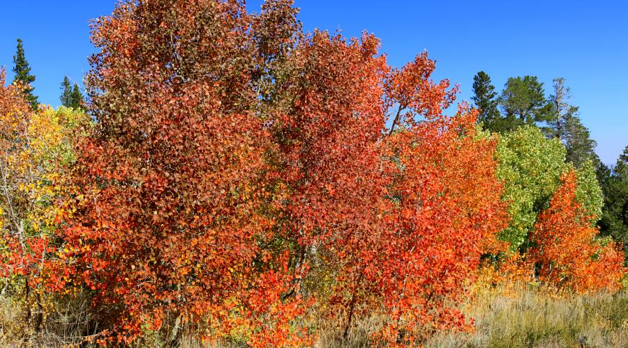 Dunderberg Meadow Road Fall Colors