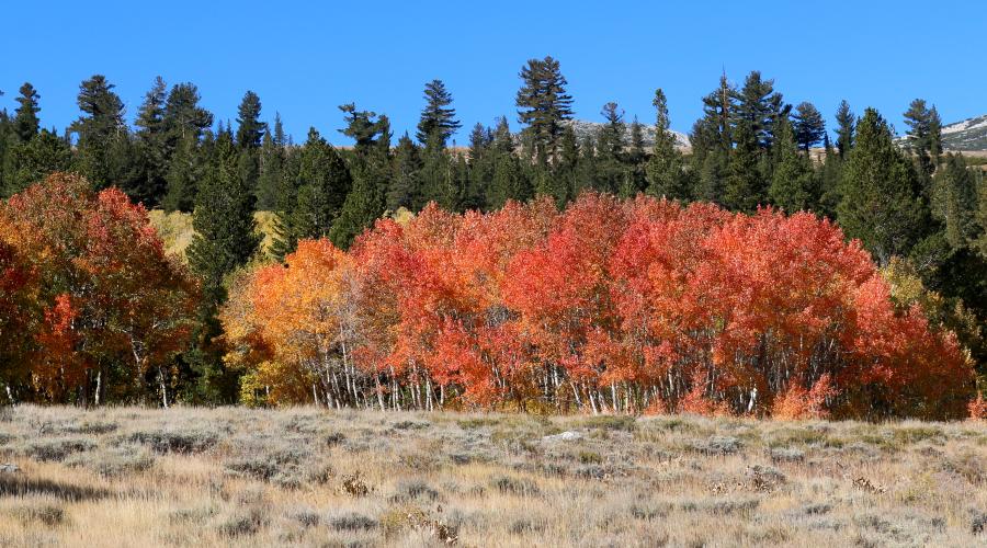 Dunderberg Meadows Road Fall Colors