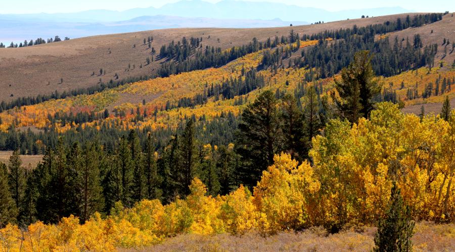 Virginia Lakes Road Fall Colors