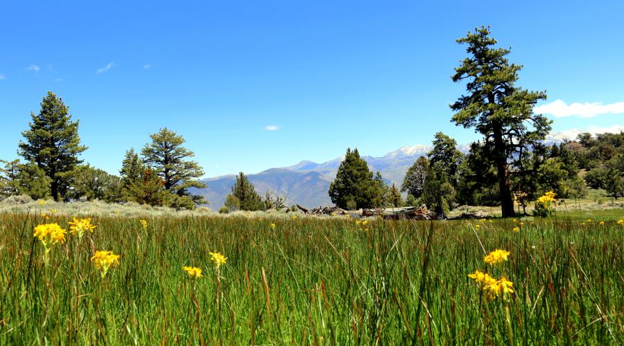 Golden Gate Mine Road Wildflowers