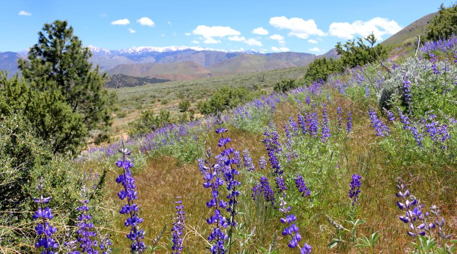 Golden Gate Mine Road Wildflowers