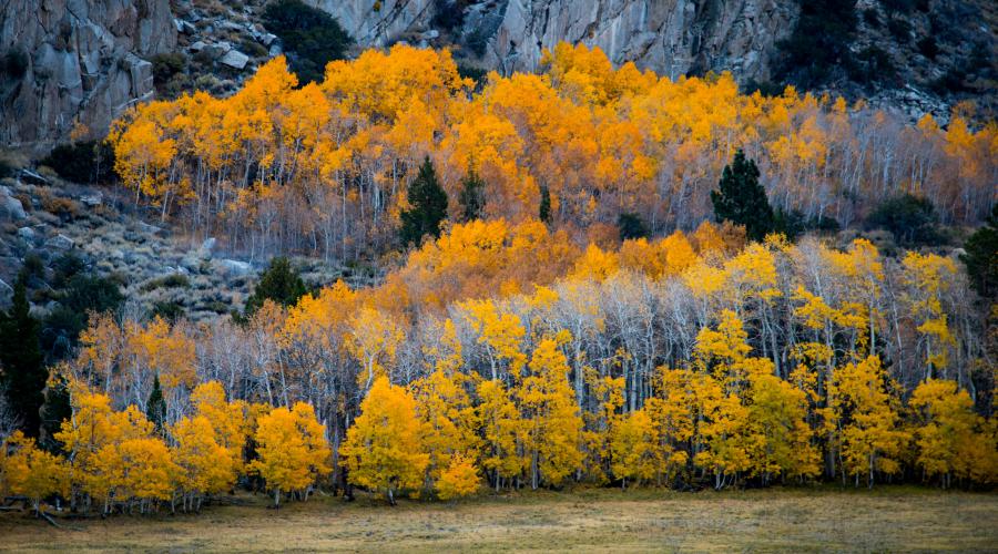 Rush Creek and Grant Lake Area