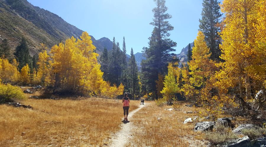 Horse Creek Trail from Twin Lakes, Bridgeport on October 10, 2016 Fall Colors