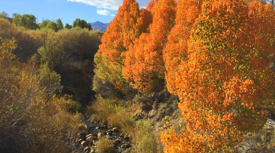 Fall on the Creek