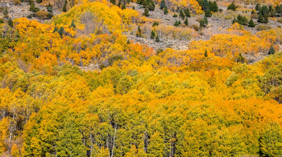 june lake loop colors