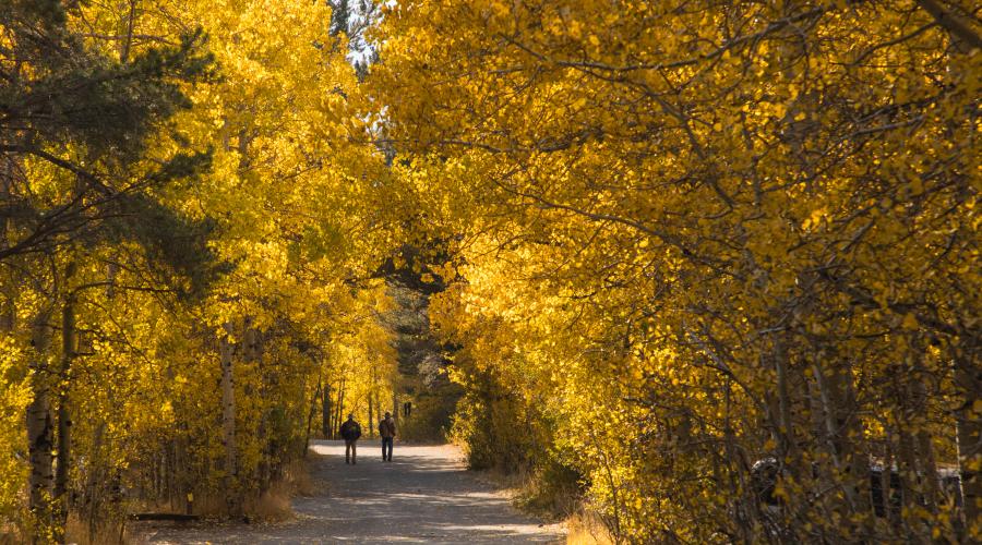 June Lake Loop Fall Colors