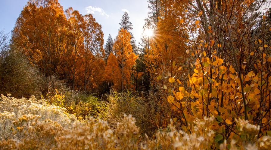 10.28.24 Lee Vining Canyon by Samantha Lindberg with Mammoth Lakes Tourism