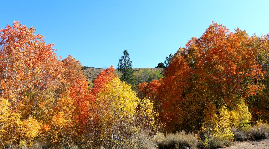 Little Walker River Road