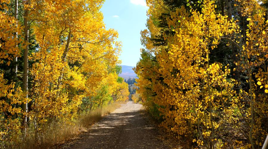 Little Walker River Road