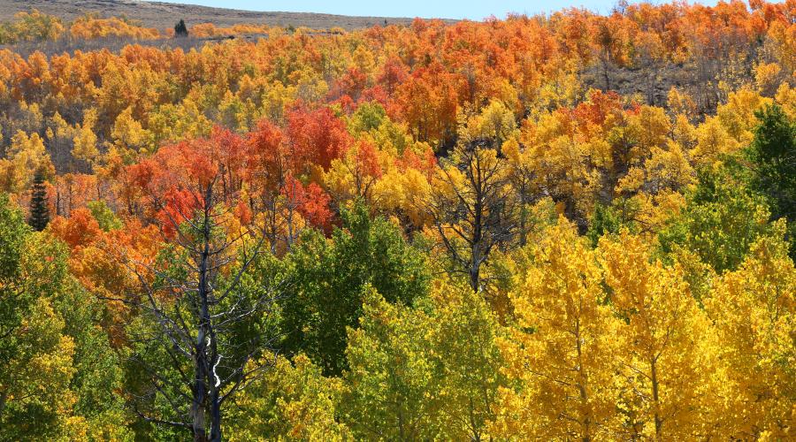 Lobdell Lake Fall Colors