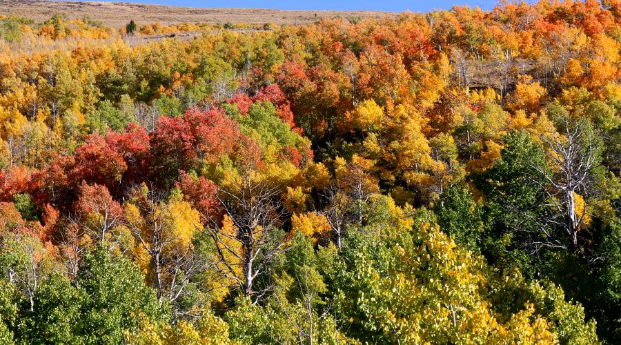 Lobdell Lake Fall Colors