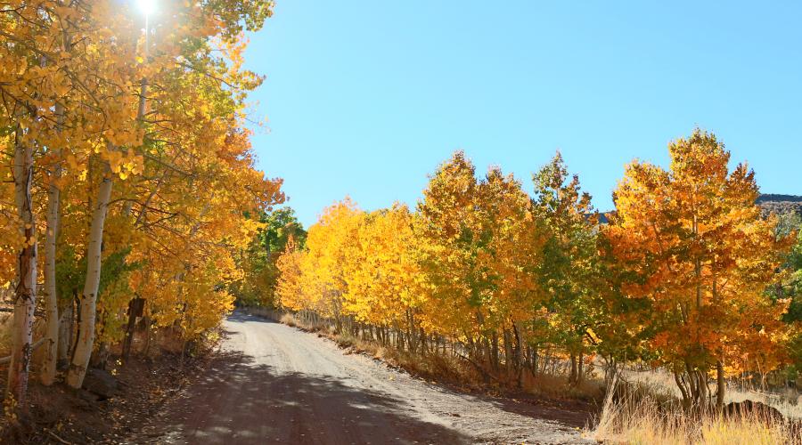 Lobdell lake road fall colors