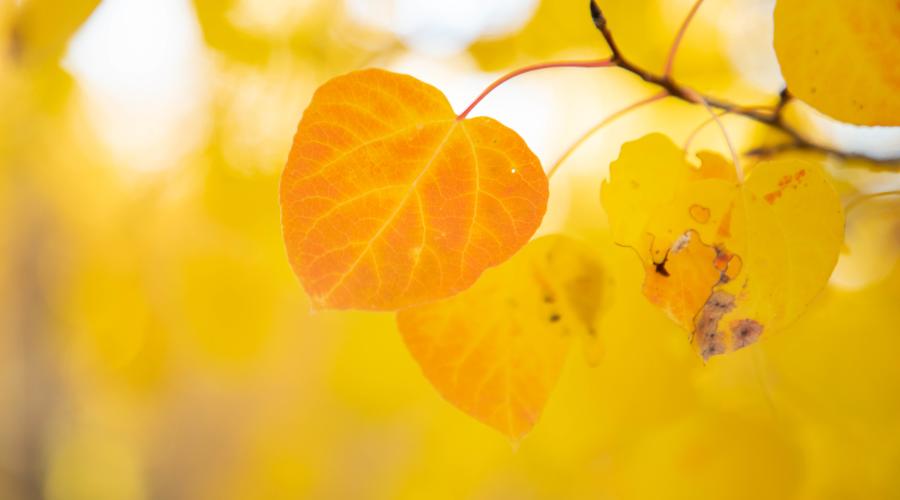 Leaf close up