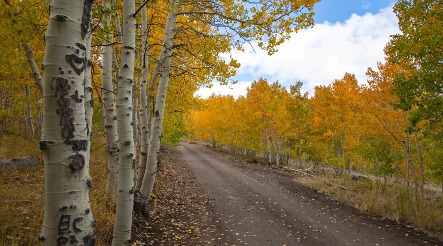 Lobdell Lake Road