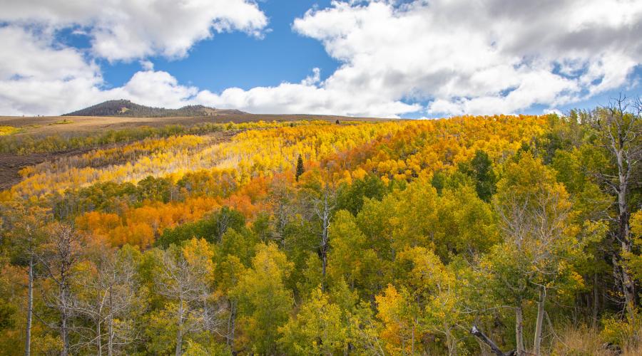 Lobdell Lake Road Fall Colors