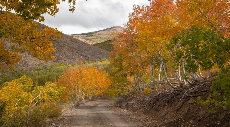 Lobdell Lake Road