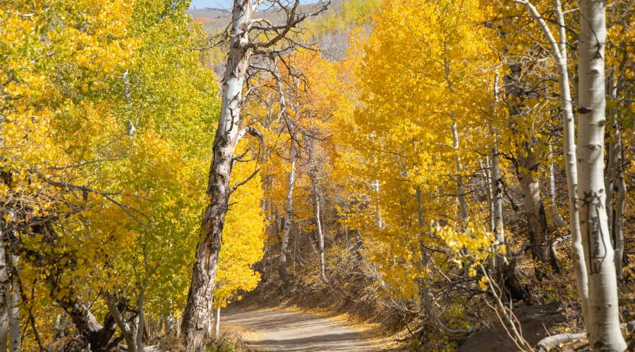 Lobdell Lake Road