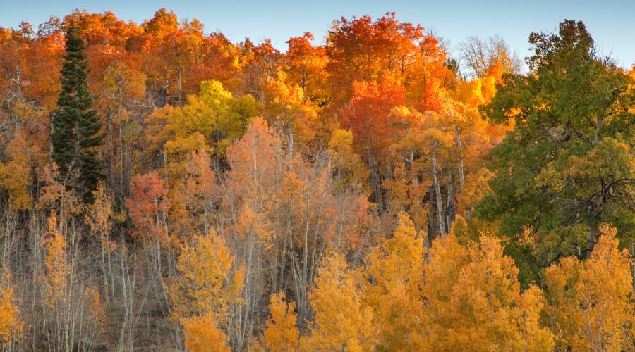 Fall Colors Lobdell Lake Road generic