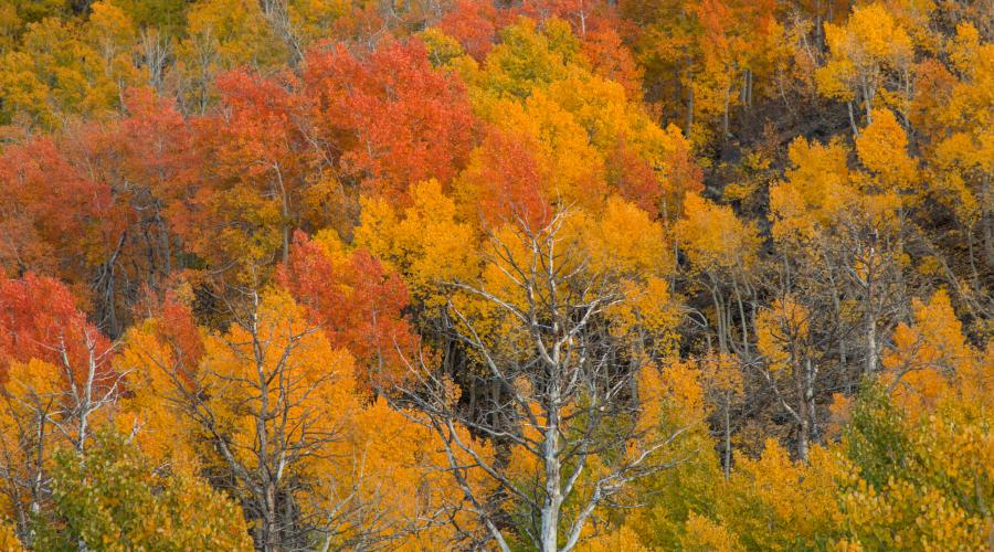 Zoomed in fall colors at lobdell lake road