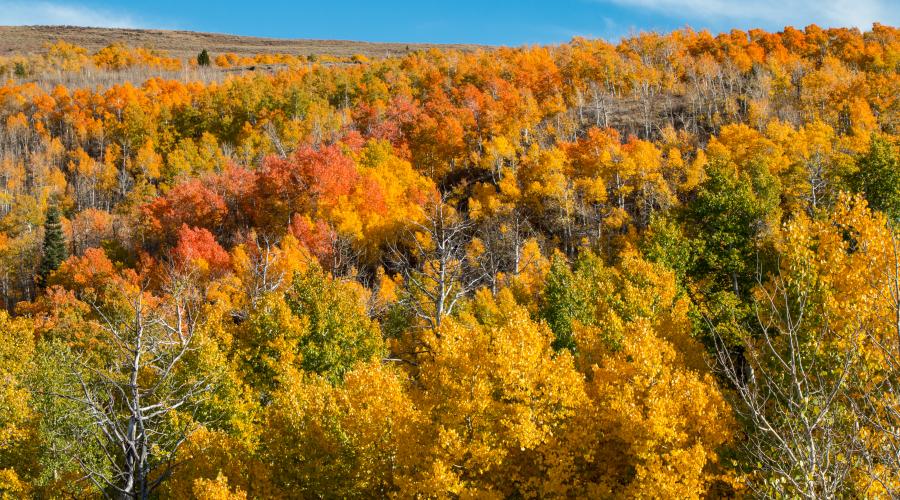 Lobdell Lake Road Fall Colors