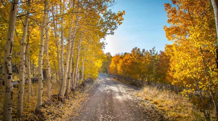 Lobdell road fall colors