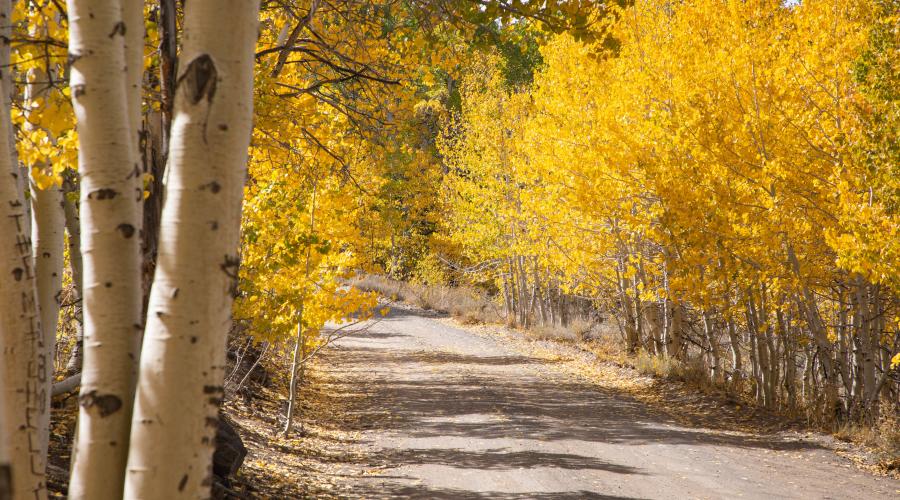 Lobdell Lake Road