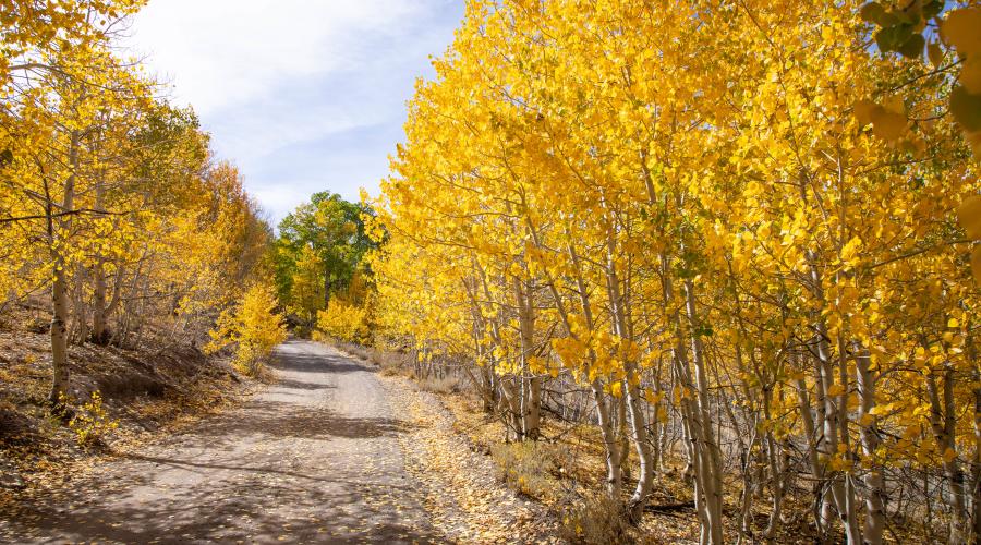 Fall Color Photo Galleries | Visit Mono County