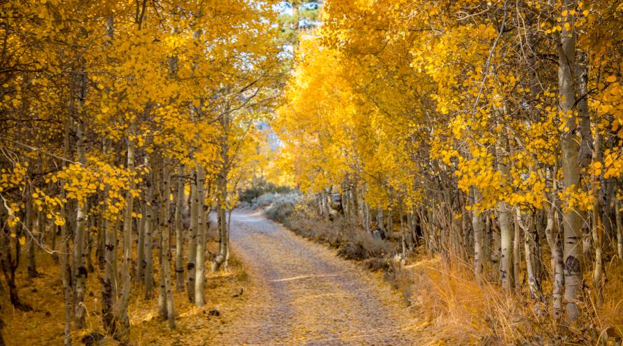 Lundy Lake Road leaves