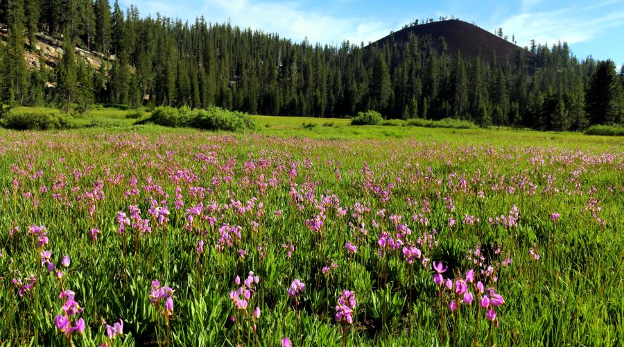 Mammoth Wildflowers